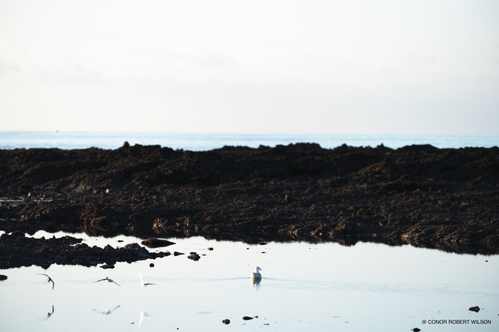 L A N D S C A P&nbsp;E